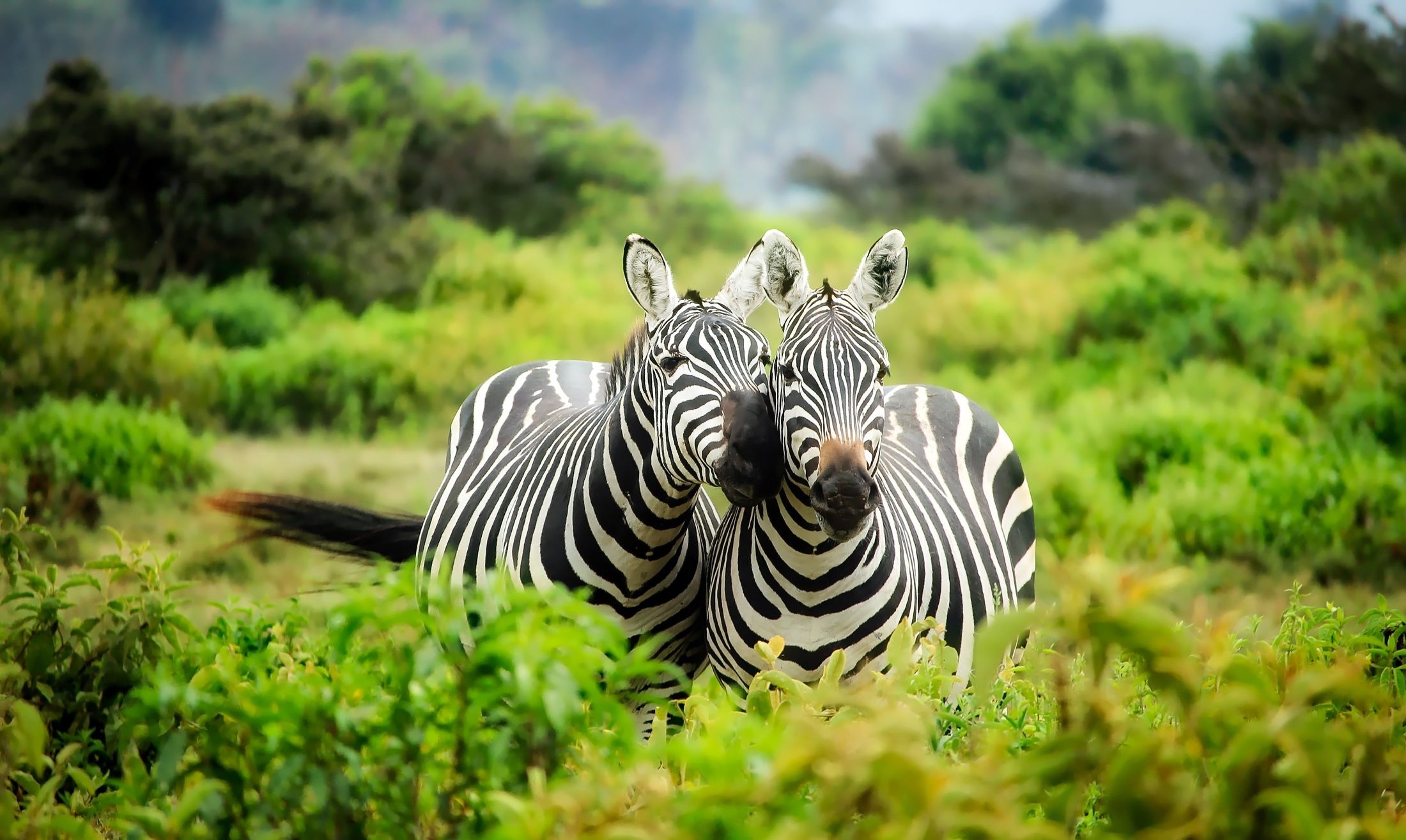 Scenic travel destination in Kenya for visa applicants