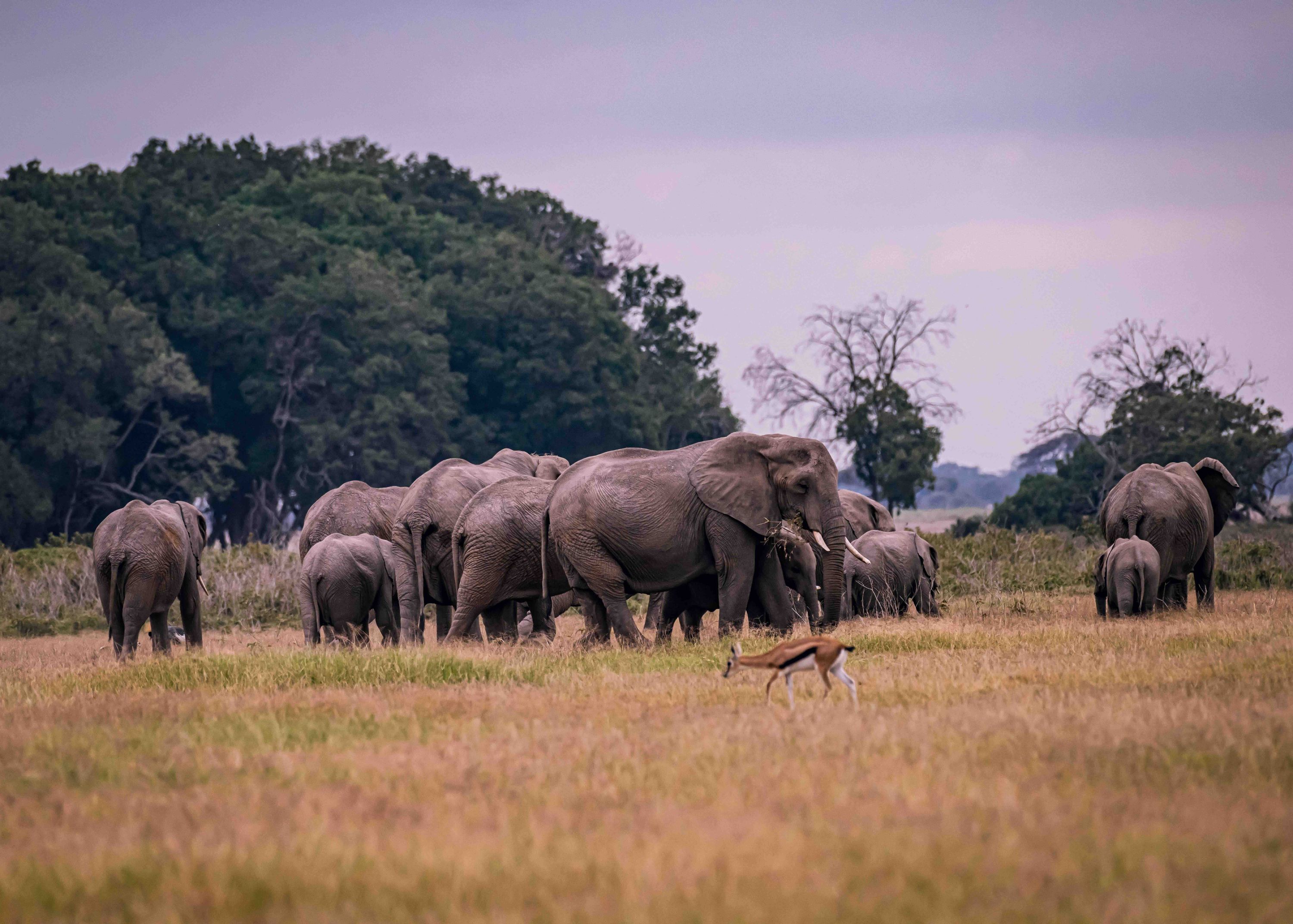Scenic travel destination in Botswana for visa applicants