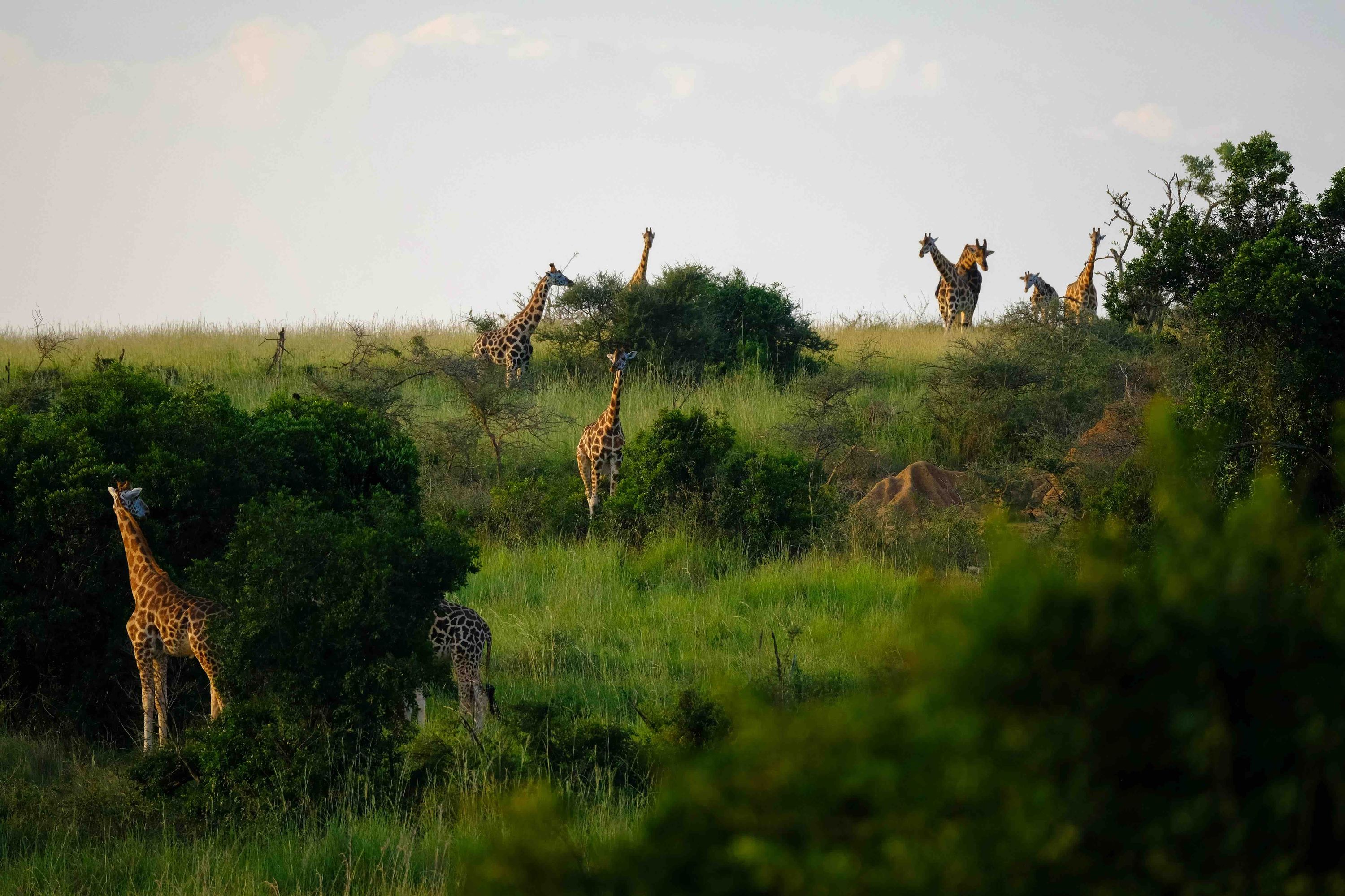 Scenic travel destination in Uganda for visa applicants